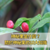 神秘果是什麼？關於神秘果的10大知識