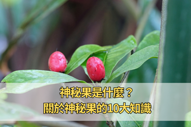 神秘果是什麼？關於神秘果的10大知識