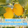 連檸檬都能變甜？神秘果如何幫助你無痛減糖！